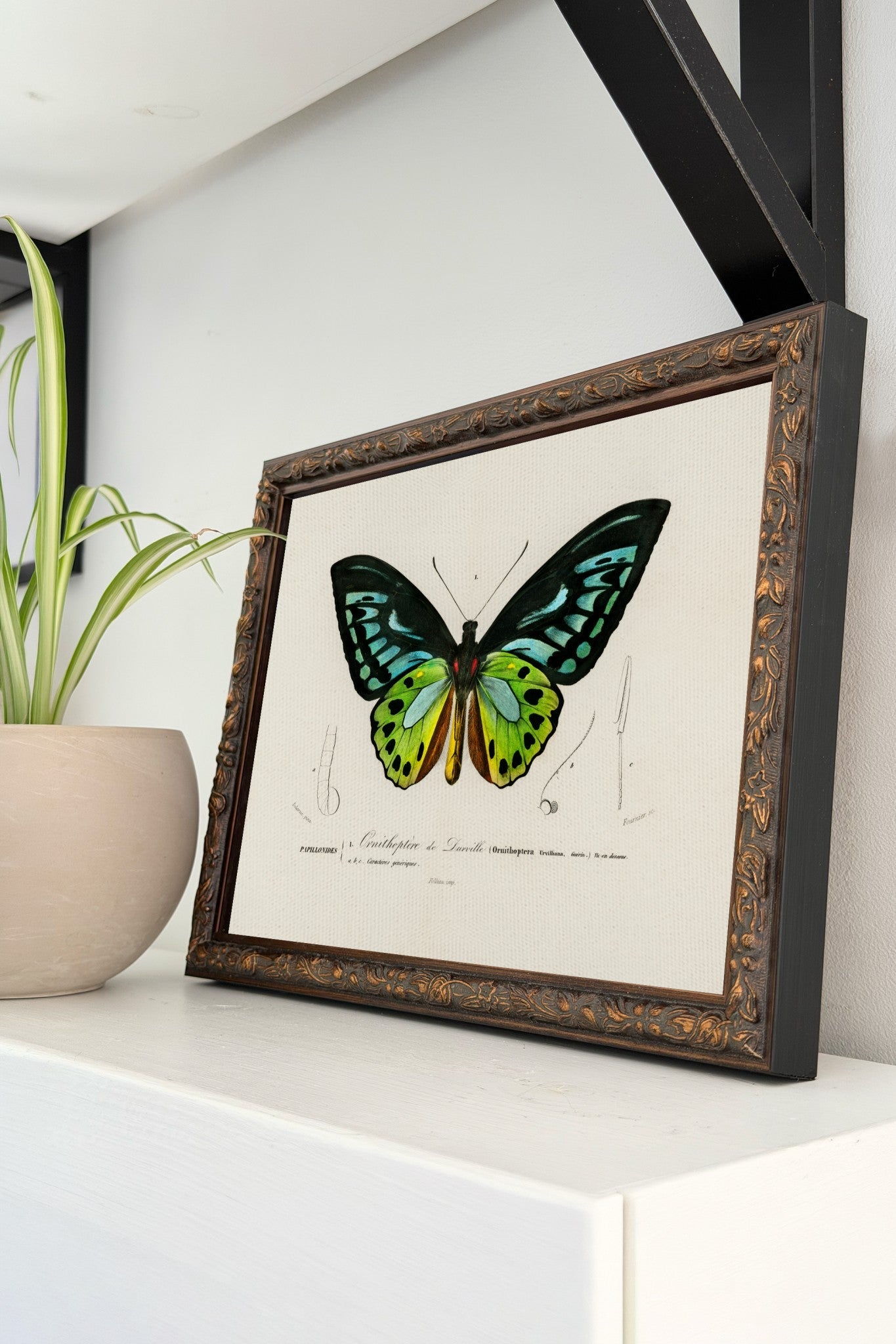 The Birdwing