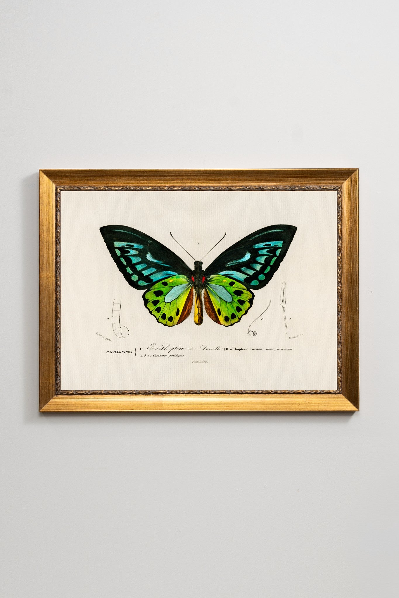 The Birdwing
