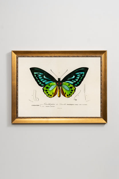 The Birdwing