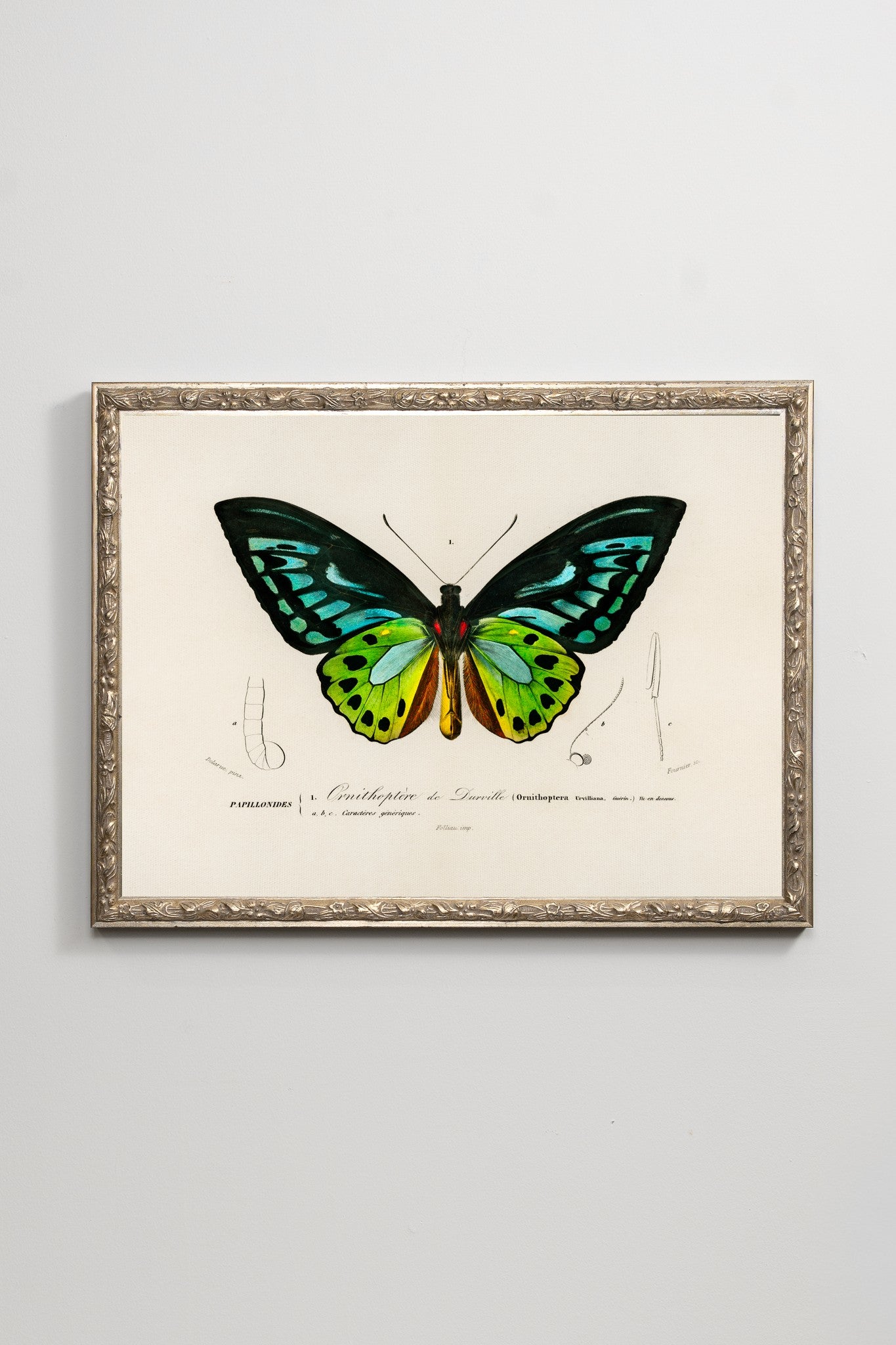 The Birdwing