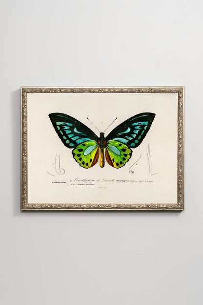 The Birdwing