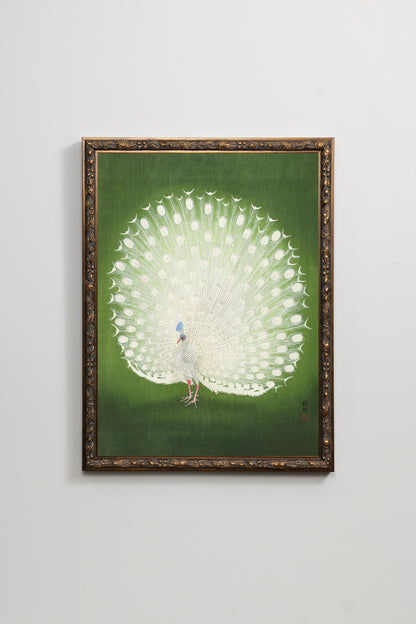 White Peacock III