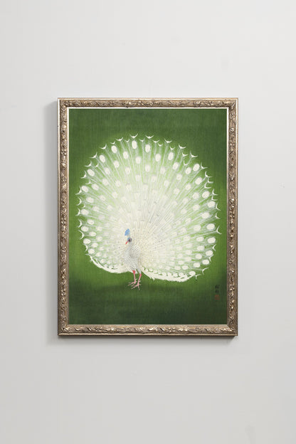 White Peacock III