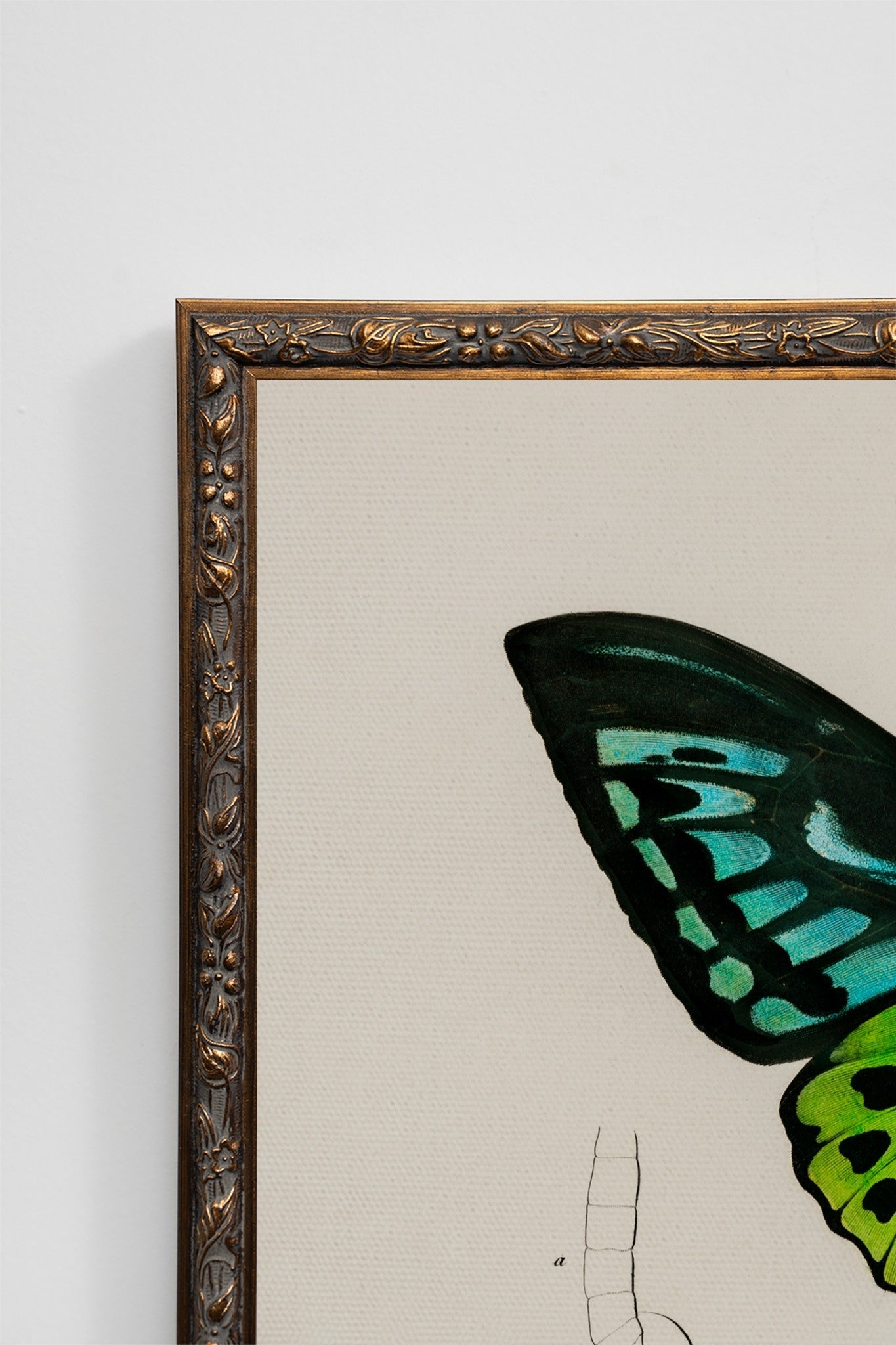 The Birdwing