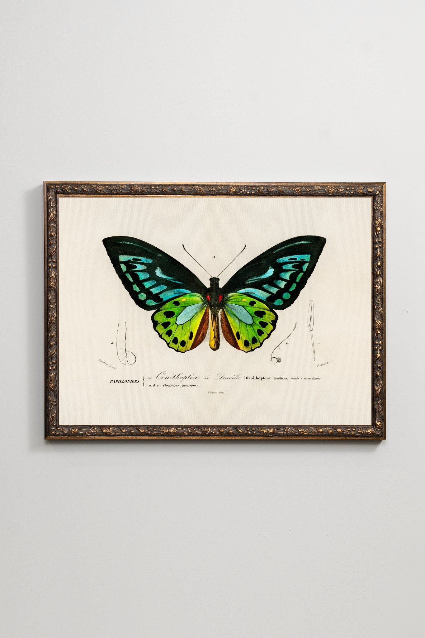 The Birdwing
