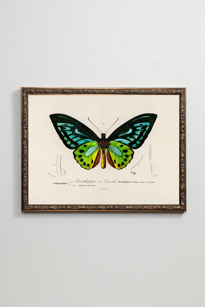 The Birdwing