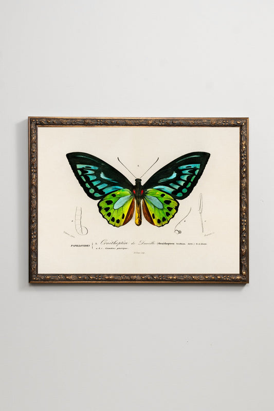 The Birdwing