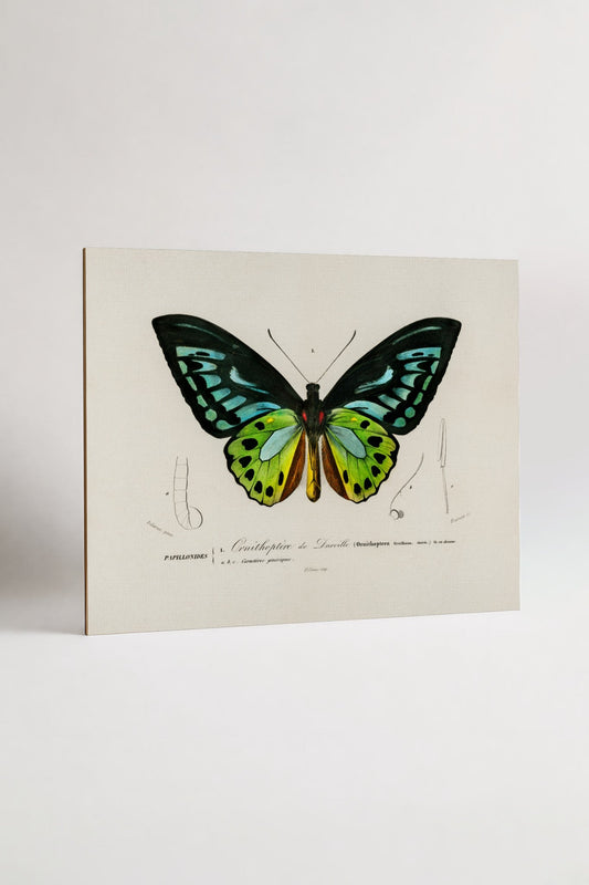 Add-on-The Birdwing