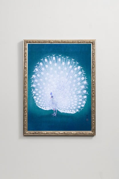 White Peacock II