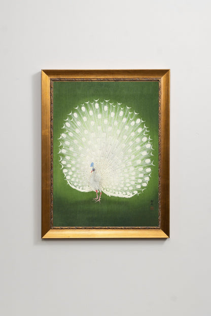White Peacock III
