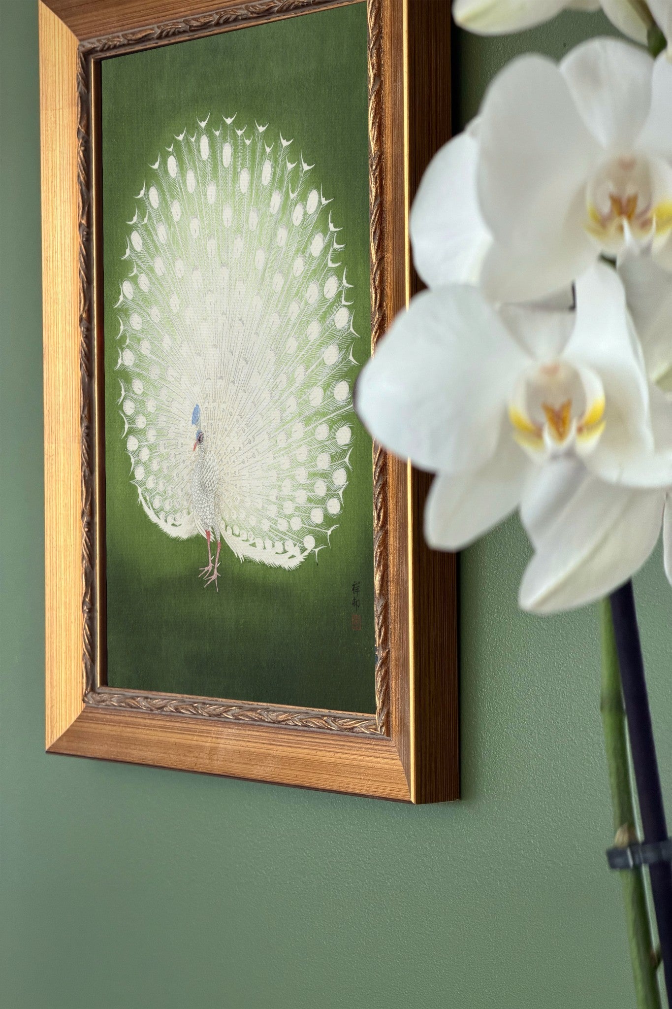 White Peacock III